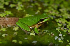 Environmentally friendly gardening service - Newcastle and Port Stephens