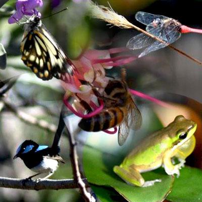 Gardening care - outdoor space - Newcatle - Port Stephens